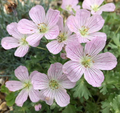 Geranium x lindavicum 'Apple Blossom' 